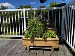 Herbs! Basil, parsley, thyme, oregano, sage, and french tarragon are all prime for the harvesting.