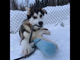 Tarmo at 7 months old