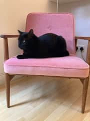 Tarka the cat