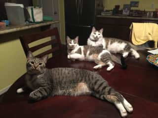 Front to back: Chapo, Sunshine, Harry - they posed on their own for this pic!