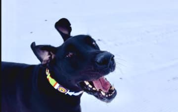 Our African dog loves snow!