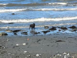 Surf dog!