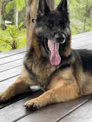 We feed Indee 2x per day dry kibble supplemented with treats and pill medications for skin and hip.
