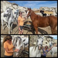 Horses where I volunteered in Turkey