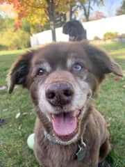 Choco is a lover!  He loves to get scratched and rubbed