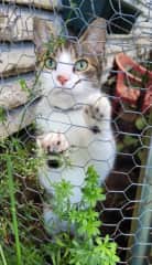 Willow in the catio. 
He is shy, but friendly.  He doesn't put up with much from the other pets.