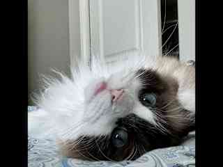 Beautiful Bella