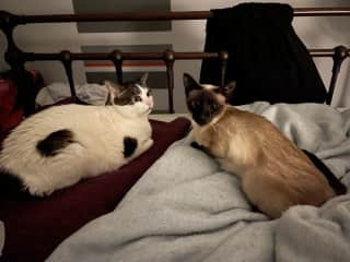 Sometimes they tolerate each other!  Relaxing on the bed with me on their separate blankets. They play fight but it's harmless.  Grogu just wants Penny to love her.