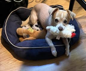 Gracie with squeaky