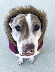 Buster's hood for his "radar" ears.  A complete love bug.