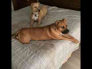 Dexter and Jake