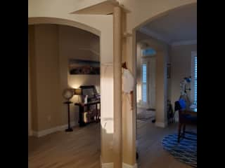 The 10-foot climbing pole in the living room, exclusively for the kitties to play on - they love it!