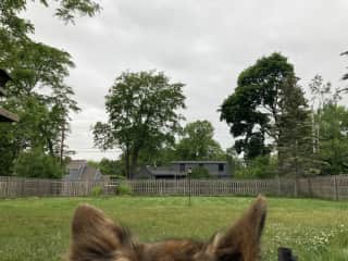 Dog's eye view of the backyard