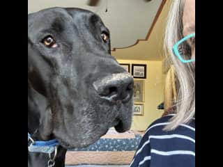 Malcomb the Great Dane and his Grandmere