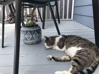 La Dra. Fauci lounging out on the back deck, surveying the yard and garden.