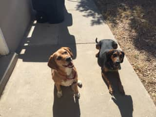 Arlo & Rue in Albuquerque