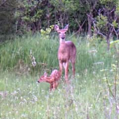 Yard wildlife