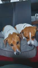 Theo and Herc great companions inseparable