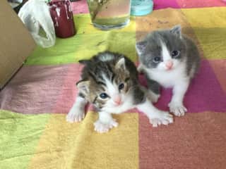 2 of the kittens (in the past) still one is living with us, one is omving away too An elderly women who lives alone