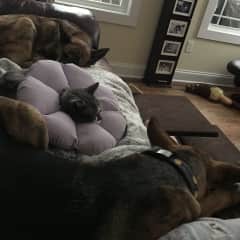 The three fur babies and I snuggling on the couch watching a movie on a great sit.  Huck, Lola and Finn, we had so much fun!  ❤️