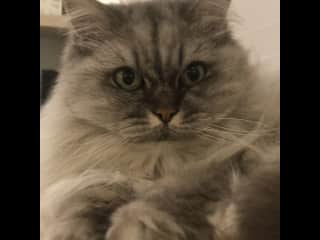 Due to her age Molly is totally deaf but other than that she gets about without too much difficulty.