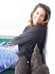 Socializing baby penguins at the San Francisco Zoo