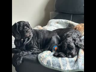 Jasper and Jasmine love to share the massage chair in the den