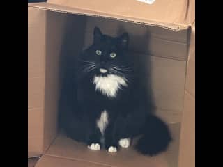 Abby loves to be in a box