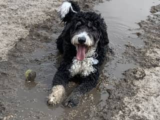 Cooling off...she can be a mucky girl, so keep her on the lead when in mucky places.