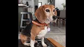 Hi, I’m Beatrice. I’m almost 8 years old. I like to sleep and eat! I’m happy to be petted by children when out on walks. My owner is training me to not bark at other dogs when I see them. I just want to be noticed!