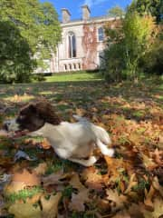 …. and she’s off, a true springer!!