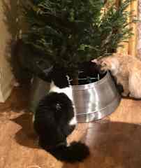 Did you get me a Christmas tree?
