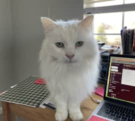 Pearl is our senior pet but still loves climbing on her cat tree and could spend hours on your lap of you let her. Our border collie is too obsessed with her so Pearl lives in the bonus room with a baby gate separating her from the rest of the house.