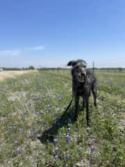 Visiting the grandparents in Texas during bluebonnet season!