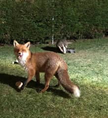 Foxy Boy and one of the badgers