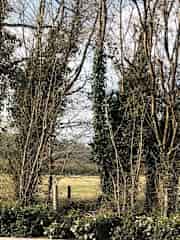 View from kitchen window