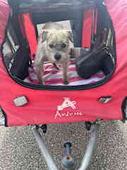 For the last 3 years of his life, we used a chariot to walk with Charly.