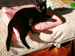 Cleo sun bathing in the living room