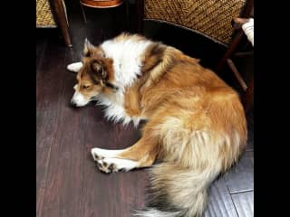 Always enjoy a good nap on the cool floor.