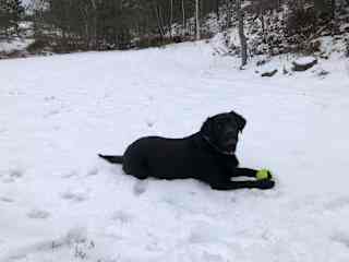 Abby loves her ball and snow!