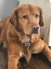 Buddy