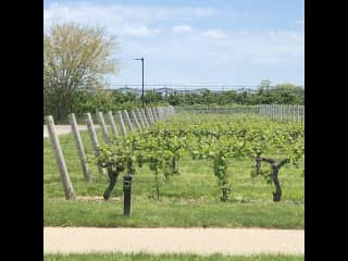 Vineyards across the road. Walk through Ravine Winery.