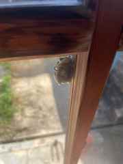 One of our frog friends in summer