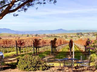 Local Vineyard