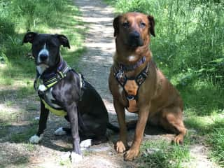 Kiva and Jazzy on the trail of a local park (waiting for the release command)