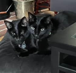 You can tell them apart by their collar colors.