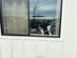 Doggy in the window