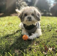 Rosie sporting some fall gear