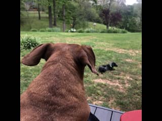 Enjoying the back yard and deck