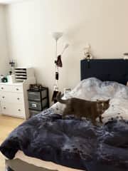 Bedroom where you can sleep with kittie cuddles